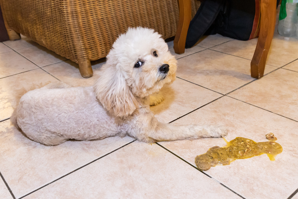 Dog Vomiting 101 Vet In Amsterdam Country Valley Veterinary Clinic